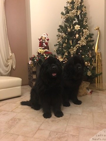 Фотография № 240592