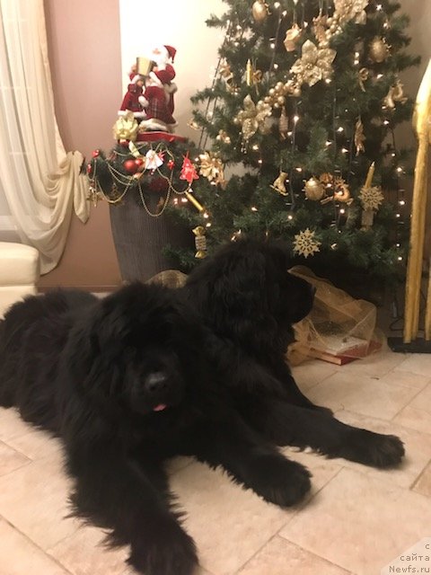 Фотография № 240594