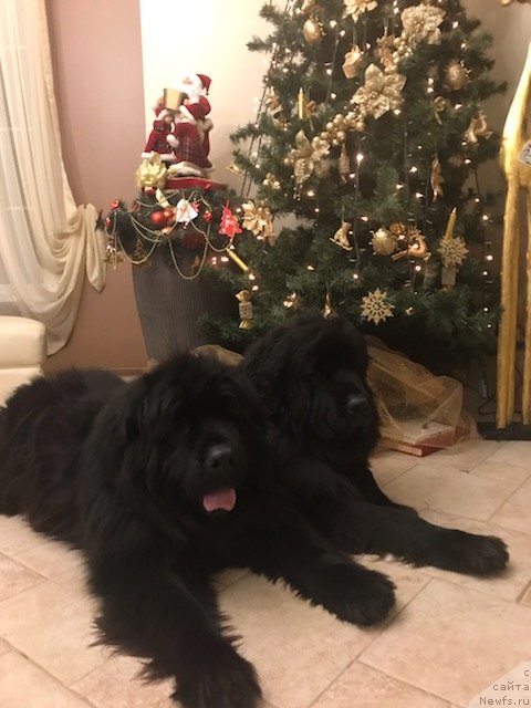 Фотография № 240595