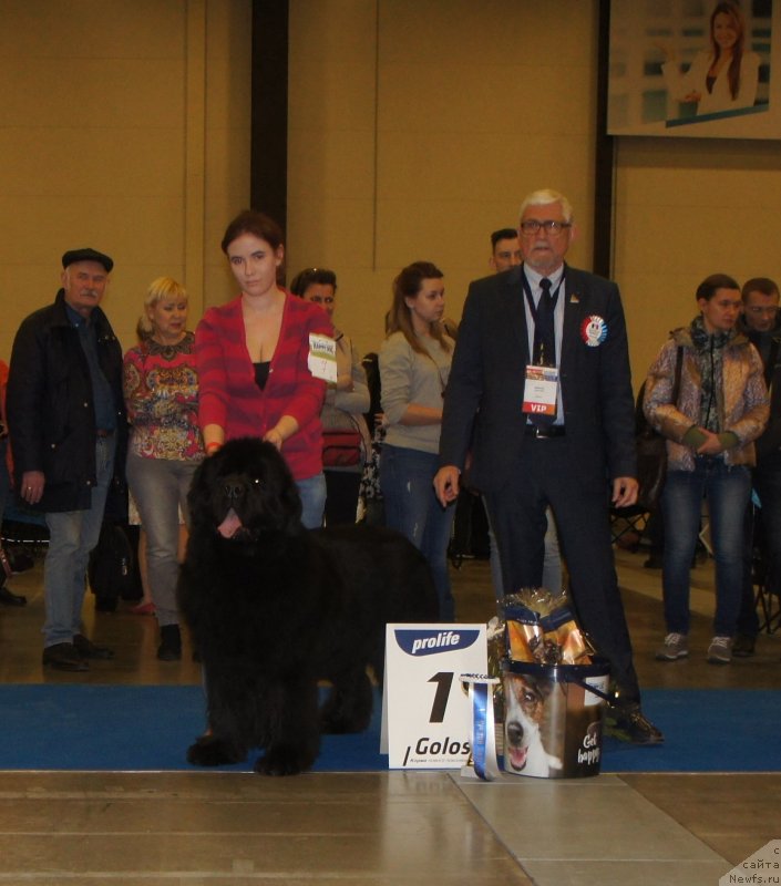 Фото: ньюфаундленд Смигар Агдай Виртус (Smigar Agday Virtus)