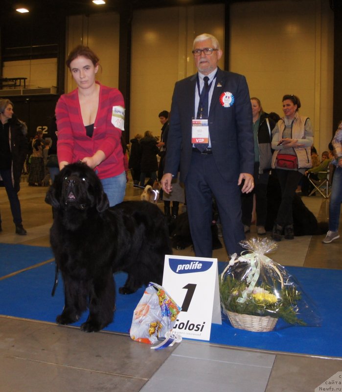 Фото: ньюфаундленд Смигар Афродита Медичи