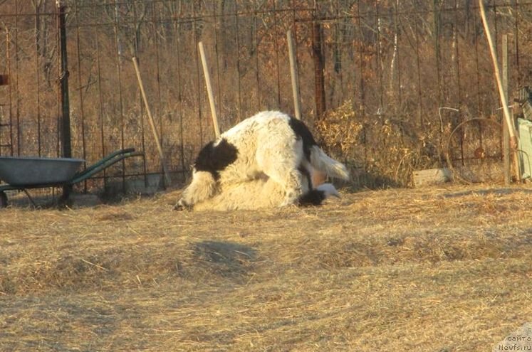 Фото: ньюфаундленд Добрыня от Карельских Медведей