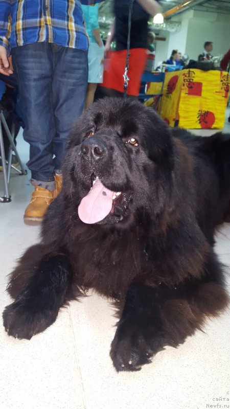 Фото: ньюфаундленд Луис Ферод Винтаж (Luis Ferod Vintazh)