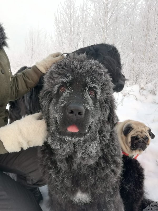 Фото: ньюфаундленд Ясмина Чарующая Принцесса