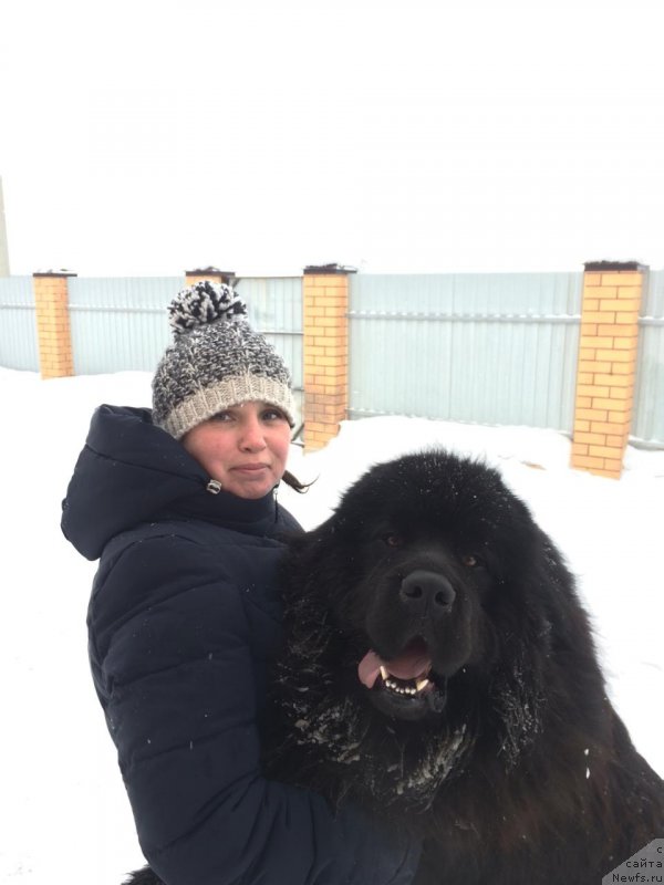 Фото: ньюфаундленд Сириус Большой Пес