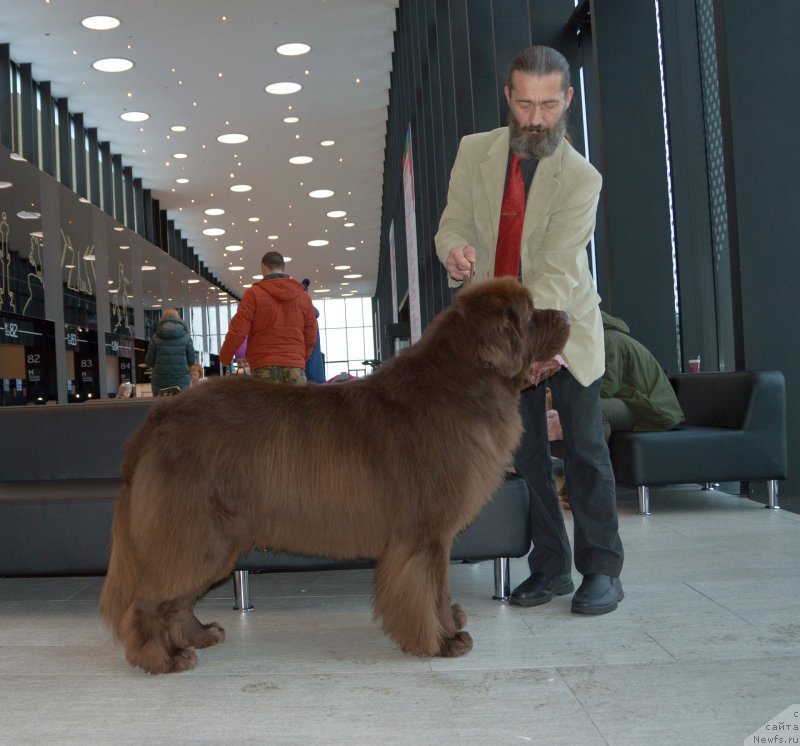 Фото: ньюфаундленд I Follow The Sun de L'Etoile de Cyrice