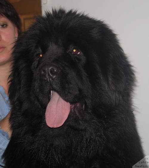 Фото: ньюфаундленд Супер Премиум Актив Драйв Тест