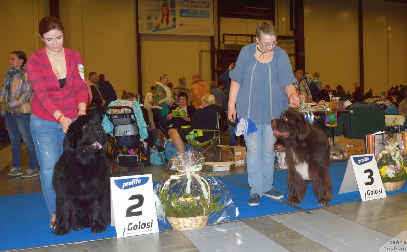 Фото: ньюфаундленд Смигар Афродита Медичи, ньюфаундленд Фанньюф Арктика (Funnewf Arktika)