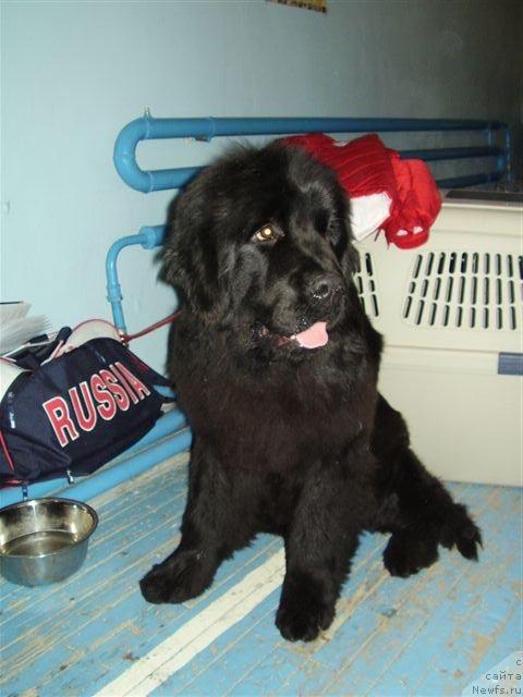 Фото: ньюфаундленд Супер Премиум Актив Драйв Тест