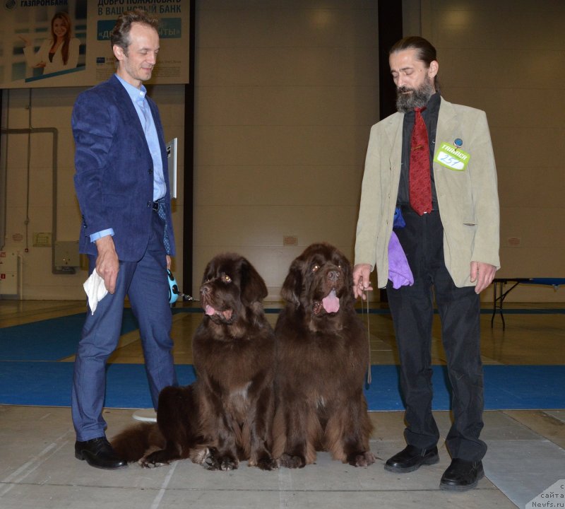 Фото: ньюфаундленд I Follow The Sun de L'Etoile de Cyrice, ньюфаундленд Фанньюф Атлантика (Funnewf Atlantika)