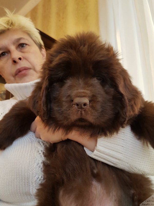 Фото: ньюфаундленд Черный Балу Никанора (Cherniy Balu Nikanora)