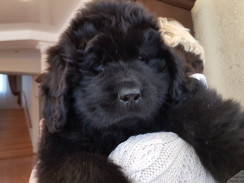 Фото: ньюфаундленд Черный Балу Николетта