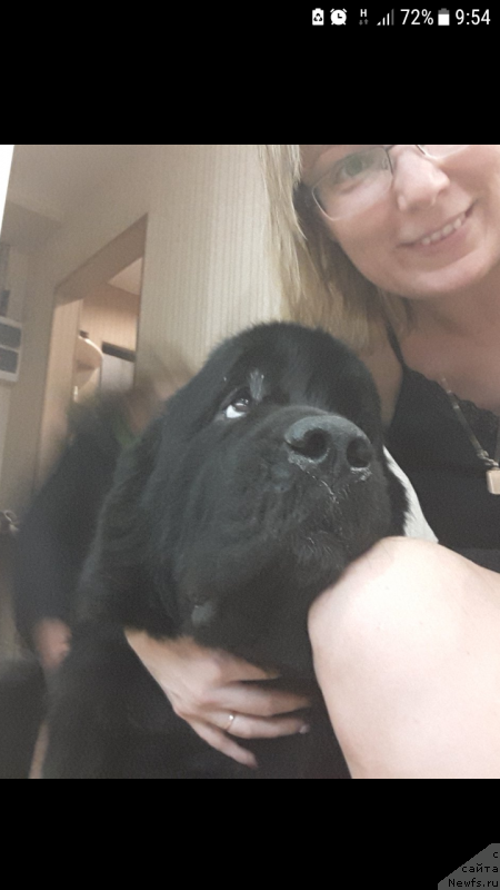 Фото: ньюфаундленд Белкондер-Клаб Ямайка Блю Маунтин (Belkonder-Club Jamaica Blue Mountin)