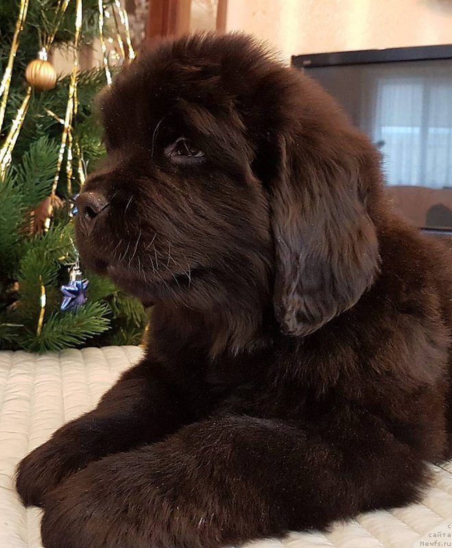 Фото: ньюфаундленд Черный Балу Никифор (Cherniy Balu Nikifor)