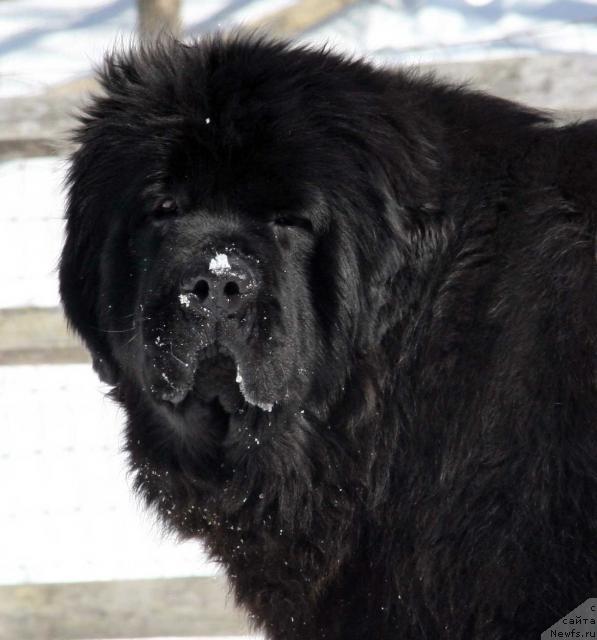 Фото: ньюфаундленд Kloofbears Tara O'Hara