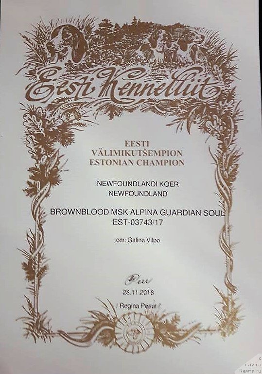 Фото: ньюфаундленд Браунблад МСК Альпина Гуардиан Соул (Brownblood MSK Alpina Guardian Soul)