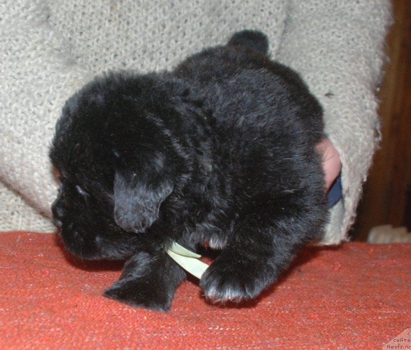 Фото: Щенки от, ньюфаундленд Callistos to Russia With Love, ньюфаундленд Treasure for Belkonder-Club Midnight Bear