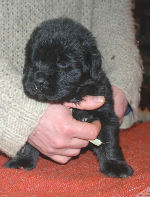 Фотография № 240688