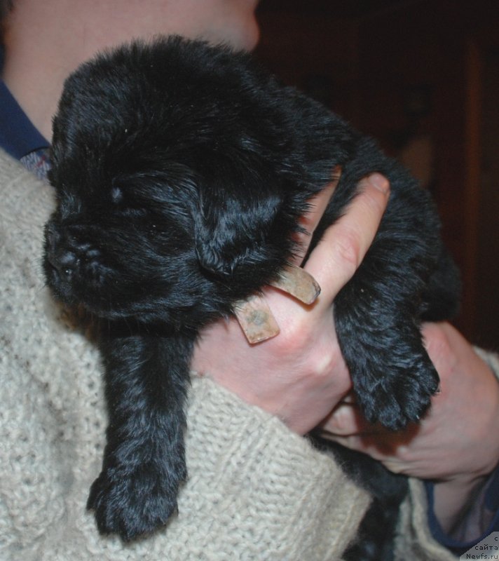 Фотография № 240690