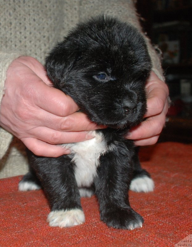 Фотография № 240694