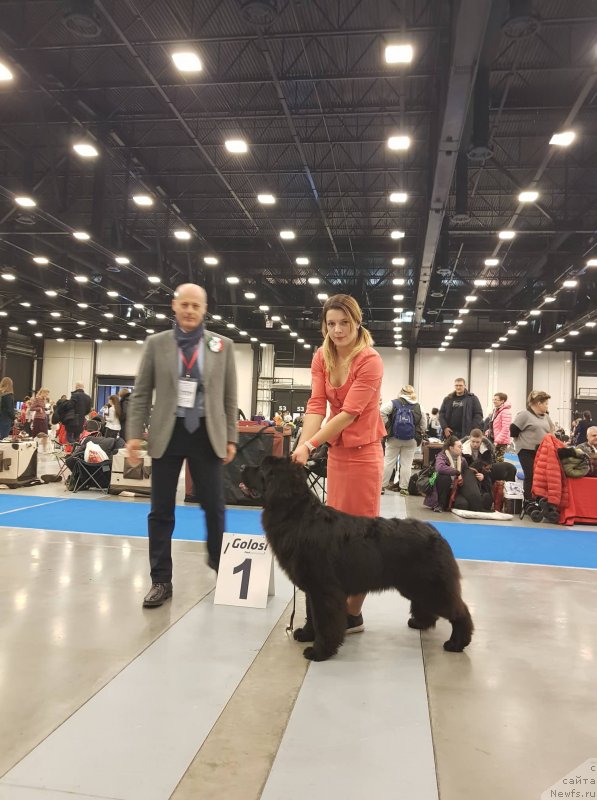 Фото: ньюфаундленд Супер Премиум Ялта (Super Premium Yalta)