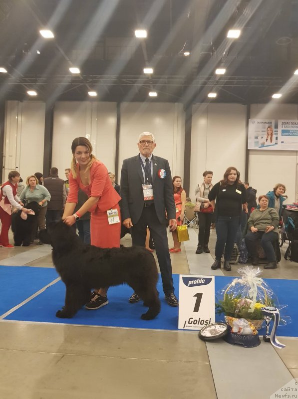 Фото: ньюфаундленд Супер Премиум Ялта (Super Premium Yalta)