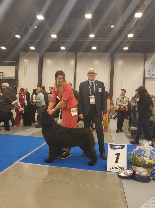 Фото: ньюфаундленд Супер Премиум Ялта (Super Premium Yalta)