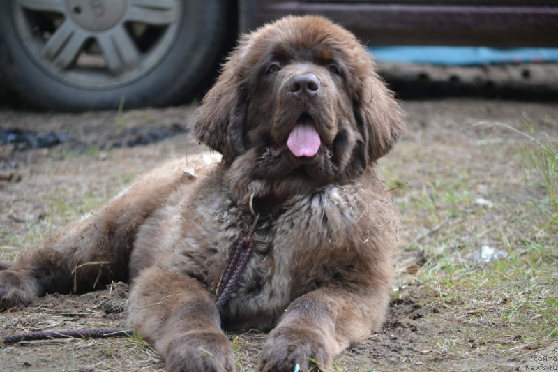Фото: ньюфаундленд Ханни для Вятских Медведей (Hanni dlya Vyatskikh Medvedey)