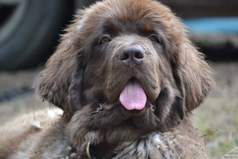 Фото: ньюфаундленд Ханни для Вятских Медведей (Hanni dlya Vyatskikh Medvedey)