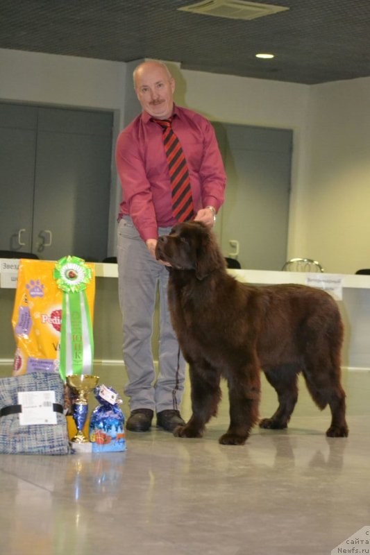 Фото: ньюфаундленд Ханни для Вятских Медведей (Hanni dlya Vyatskikh Medvedey)