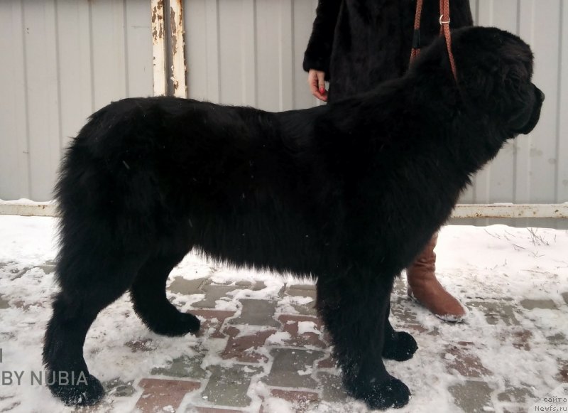 Фотография № 240707