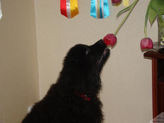 Фото: Сент Джонс Рокко Стелла ди Сант Эрамо