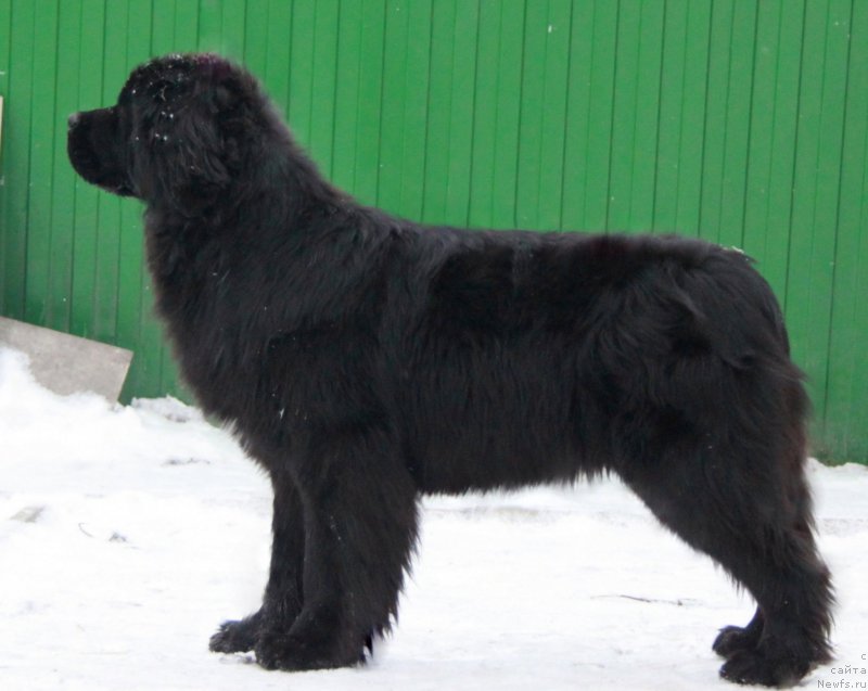 Фото: ньюфаундленд Аквиан Сонг Текила Голд (Akvian Song Tequila Gold)