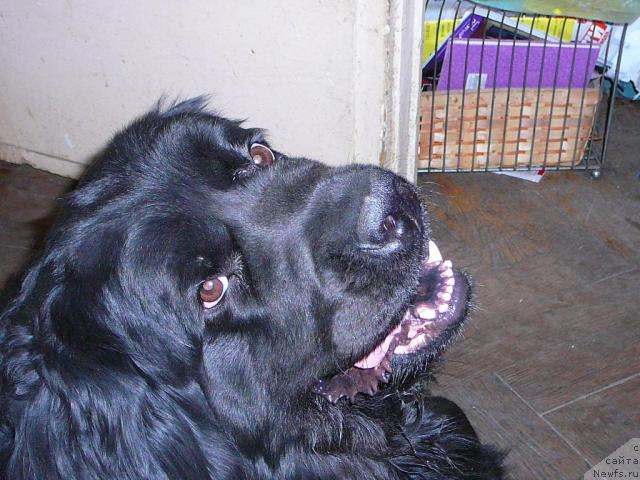 Фото: ньюфаундленд Плюшевая Панда Габриэла