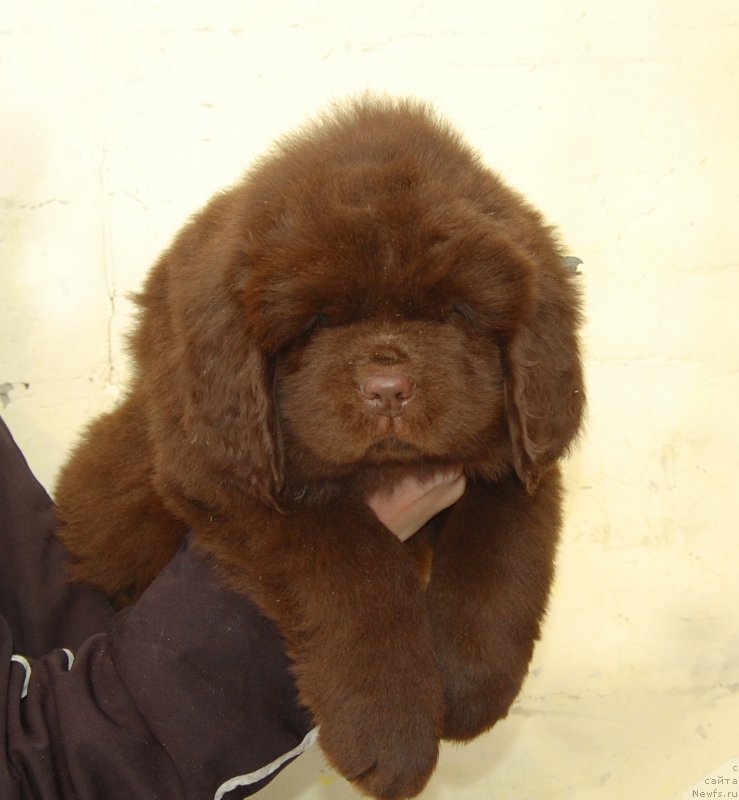 Фото: ньюфаундленд Горький Шоколад из Замка Мелвин