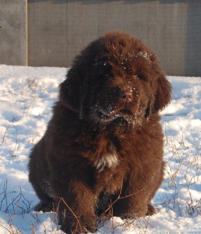Фото: ньюфаундленд Гелакси Шоу Леди из Замка Мелвин