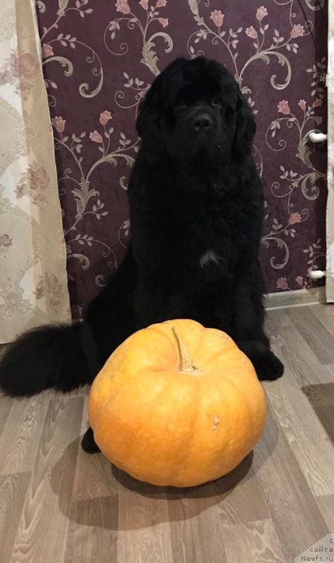 Фото: ньюфаундленд Барби из Замка Мелвин (Barby iz Zamka Melvin)