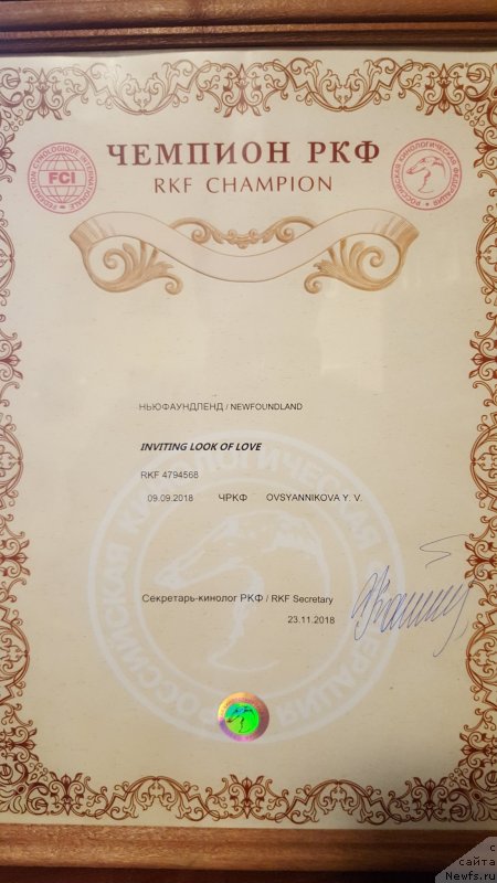 Фото: ньюфаундленд Инвайтинг Лук оф Лав (Inviting Look of Love), ньюфаундленд Инвайтинг Лук оф Лав (Inviting Look of Love)