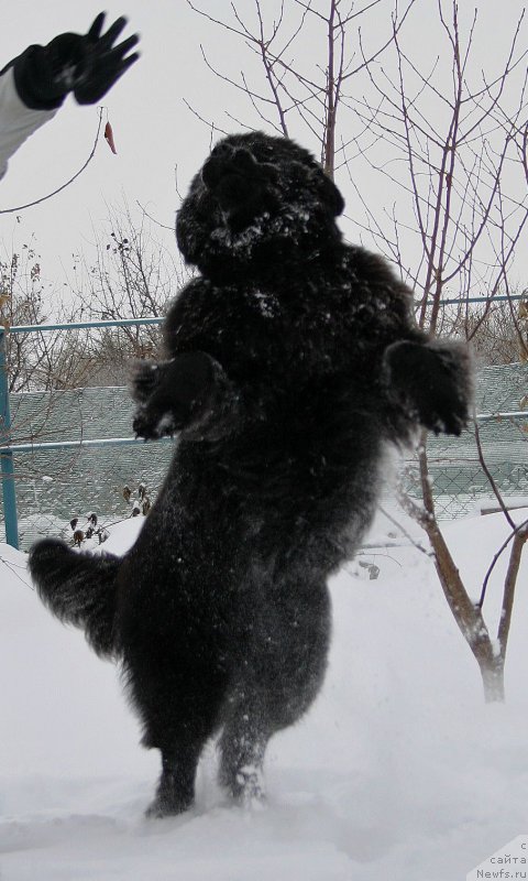 Фото: ньюфаундленд Инвайтинг Лук оф Лав (Inviting Look of Love), ньюфаундленд Инвайтинг Лук оф Лав (Inviting Look of Love)