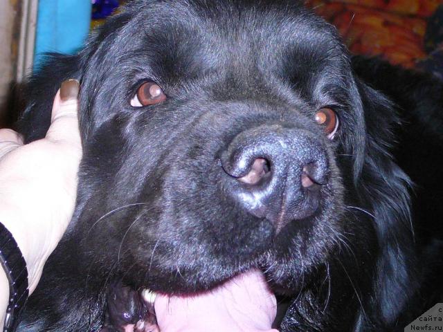 Фото: ньюфаундленд Плюшевая Панда Габриэла