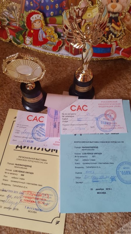 Фото: ньюфаундленд Луис Ферод Винтаж (Luis Ferod Vintazh)