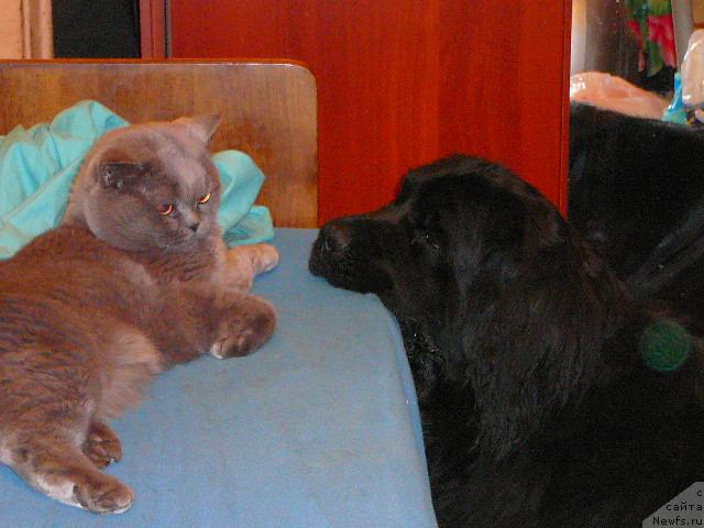 Фото: ньюфаундленд Плюшевая Панда Габриэла