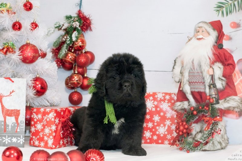 Фото: ньюфаундленд Сказочная Кроха Шампань