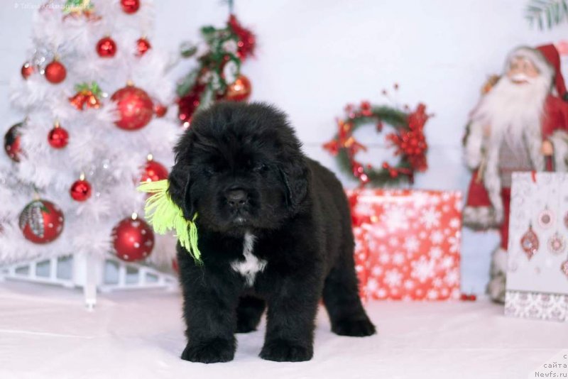 Фото: ньюфаундленд Сказочная Кроха Шампань
