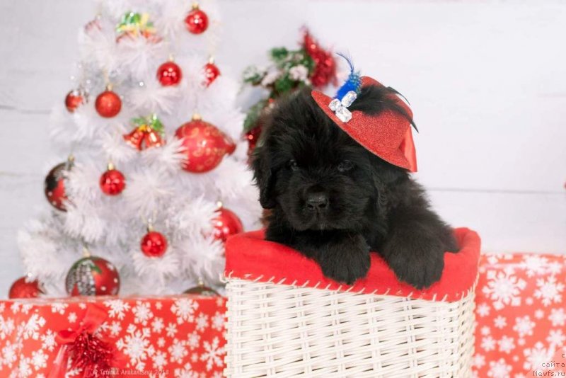 Фото: ньюфаундленд Сказочная Кроха Шампань