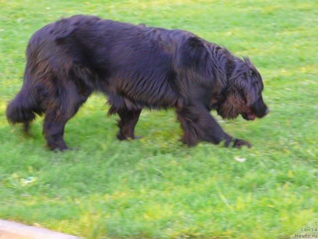 Фото: ньюфаундленд Плюшевая Панда Габриэла