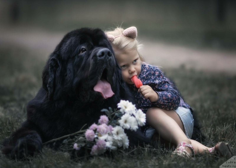 Фото: ньюфаундленд Смигар Ливерпульский Четвертак (Smigar Liverpulsiy Chetvertak)