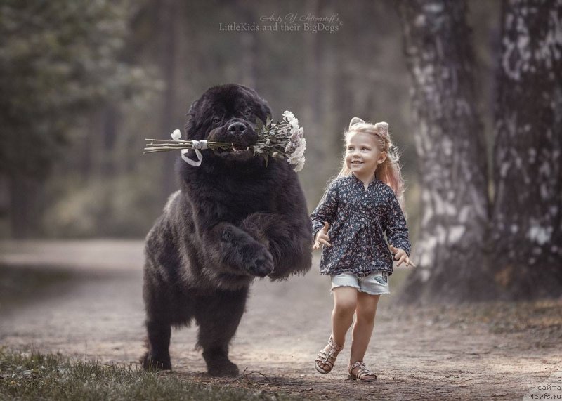 Фото: ньюфаундленд Смигар Ливерпульский Четвертак (Smigar Liverpulsiy Chetvertak)