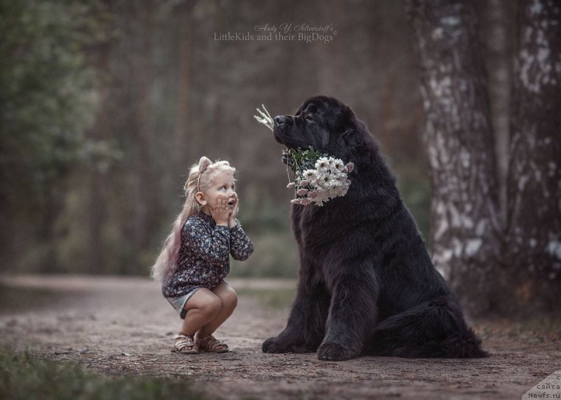 Фото: ньюфаундленд Смигар Ливерпульский Четвертак (Smigar Liverpulsiy Chetvertak)