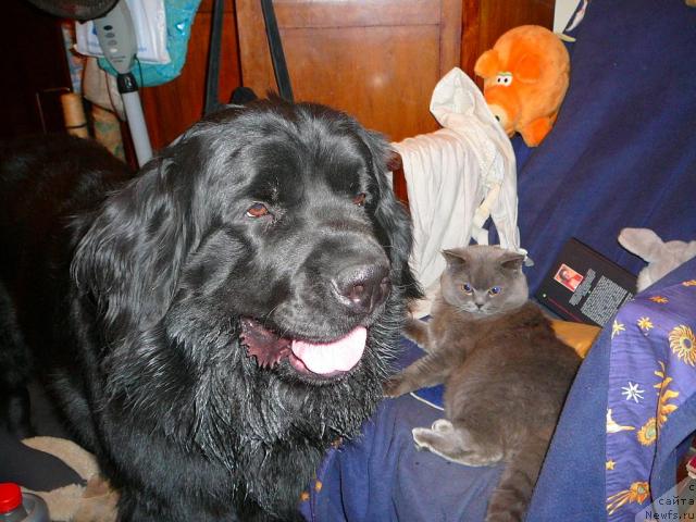 Фото: ньюфаундленд Плюшевая Панда Габриэла